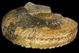 Fossil (Jeletzkytes) Ammonite - South Dakota #143830-2